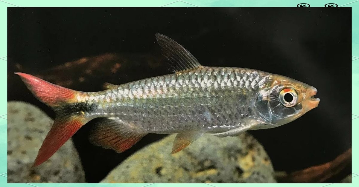 龍魚和黑魚哪個厲害一點