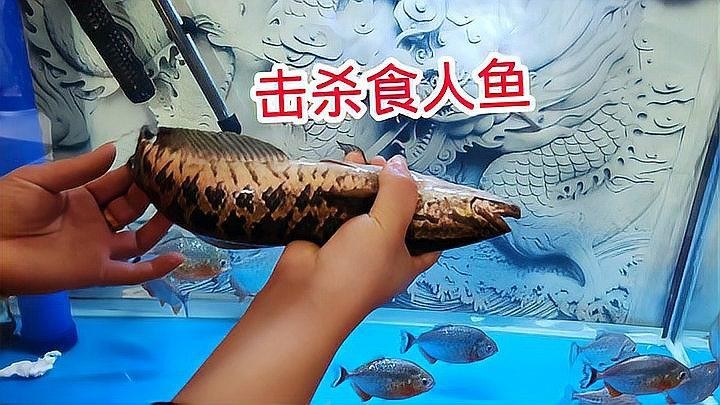 龍魚和黑魚哪個厲害一點