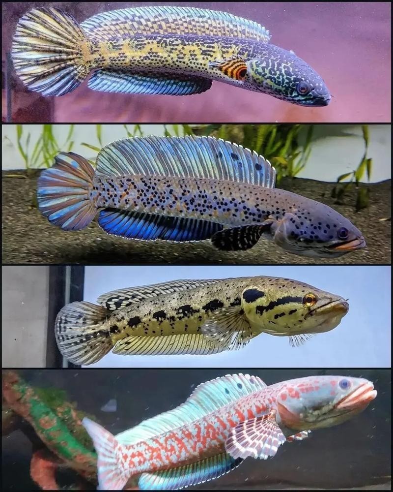 雷龍魚和恐龍魚的區別是什么