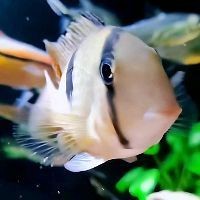 虎紋銀板魚(yú)怎么養(yǎng)