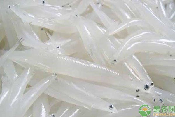 虎紋銀板魚(yú)怎么養(yǎng)