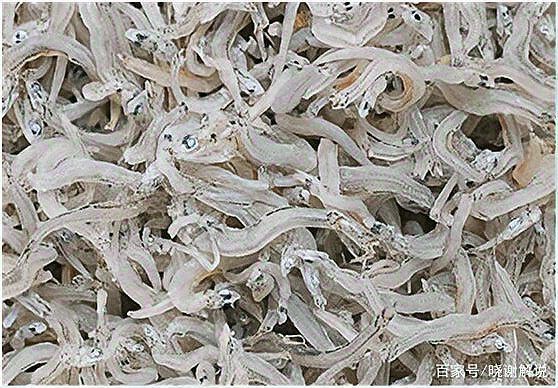 虎紋銀板魚(yú)怎么養(yǎng)