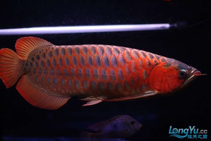 20公分紅龍魚一年長多大