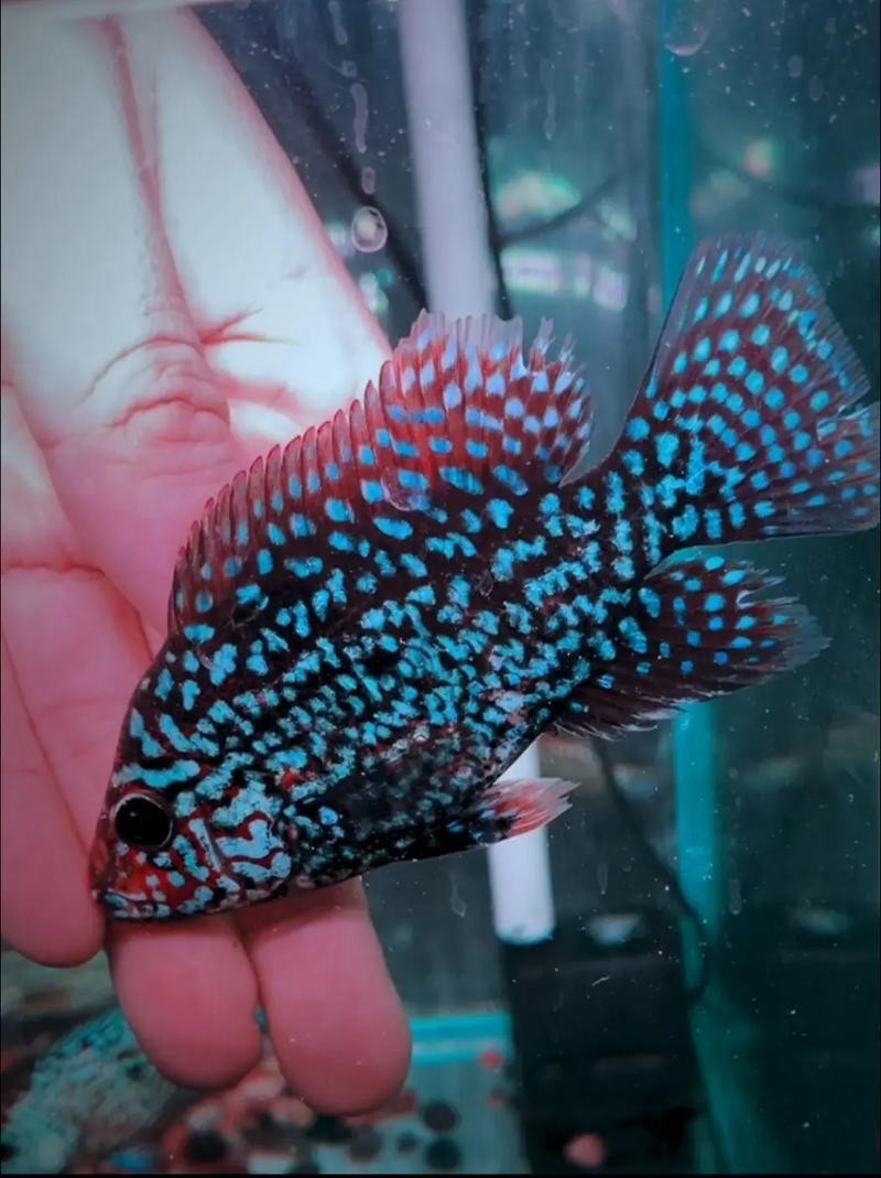 德薩羅漢魚苗起沙圖解