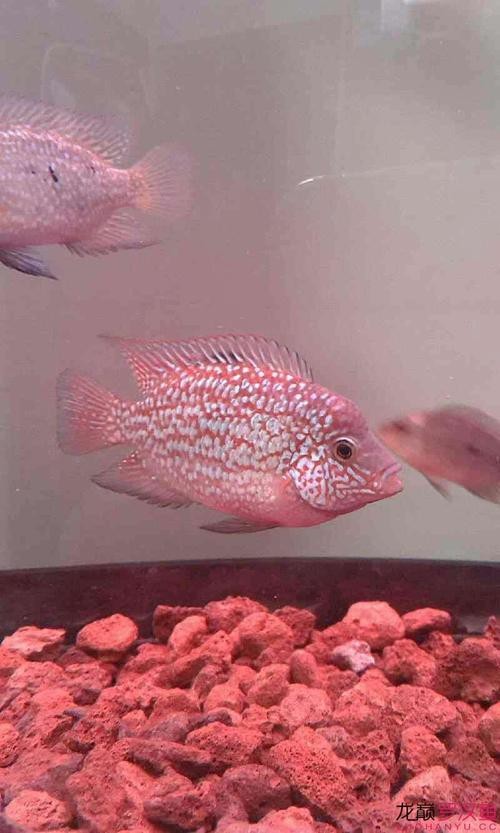德薩羅漢魚苗起沙圖解