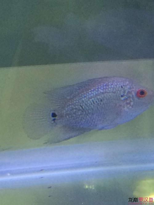 德薩羅漢魚苗起沙圖解
