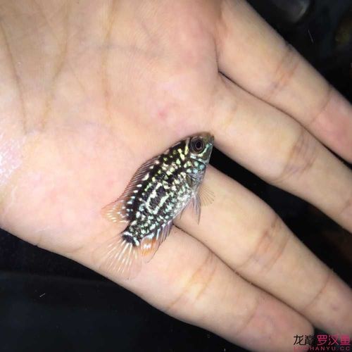 德薩羅漢魚苗起沙圖解