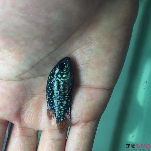 德薩羅漢魚苗起沙圖解