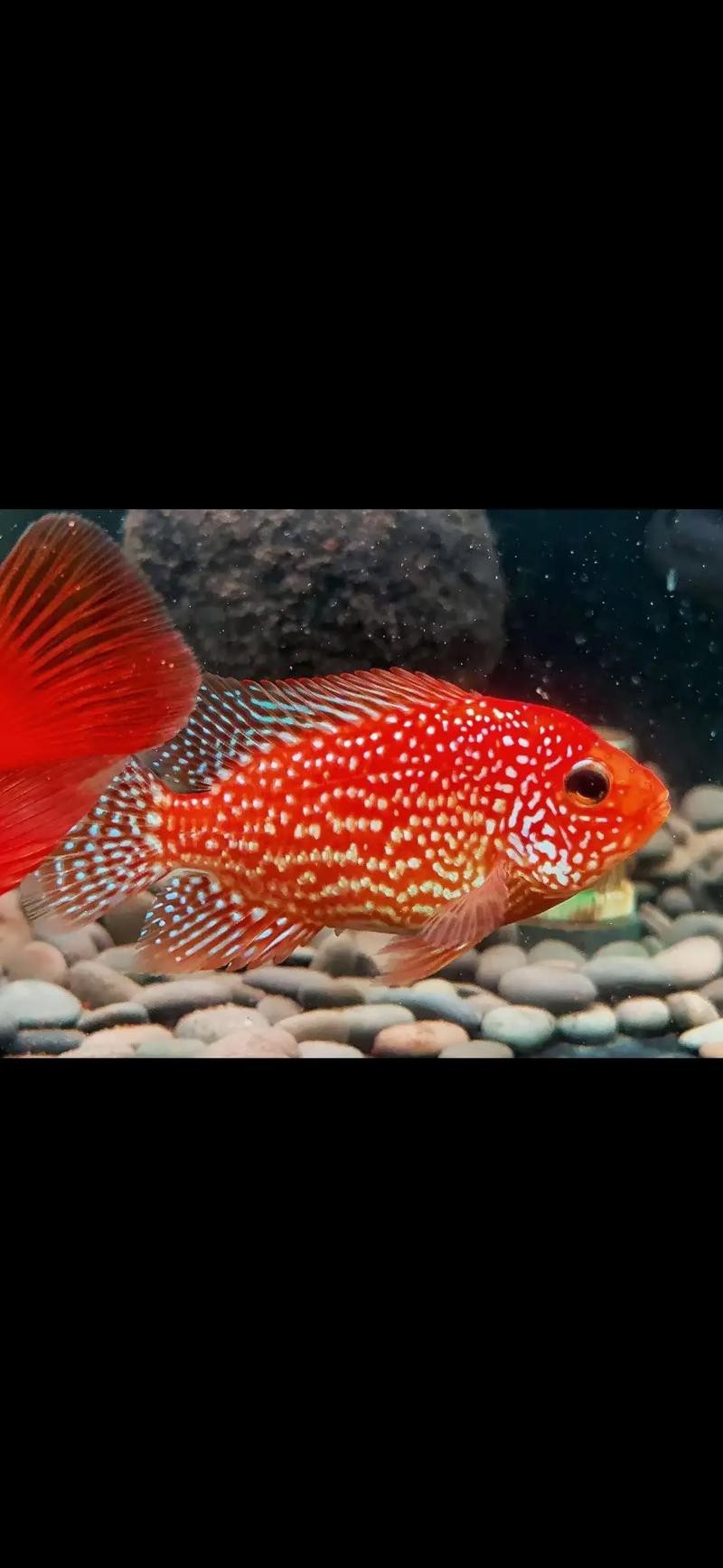德薩羅漢魚苗起沙圖解