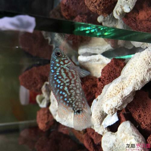 德薩羅漢魚苗起沙圖解
