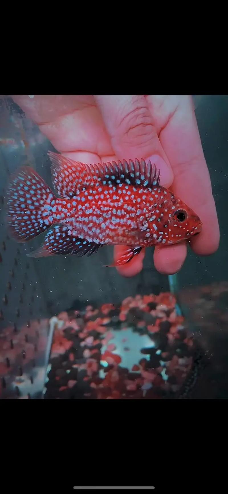德薩羅漢魚苗起沙圖解