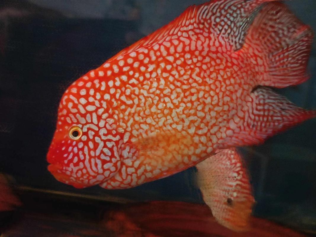 德薩羅漢魚苗起沙圖解