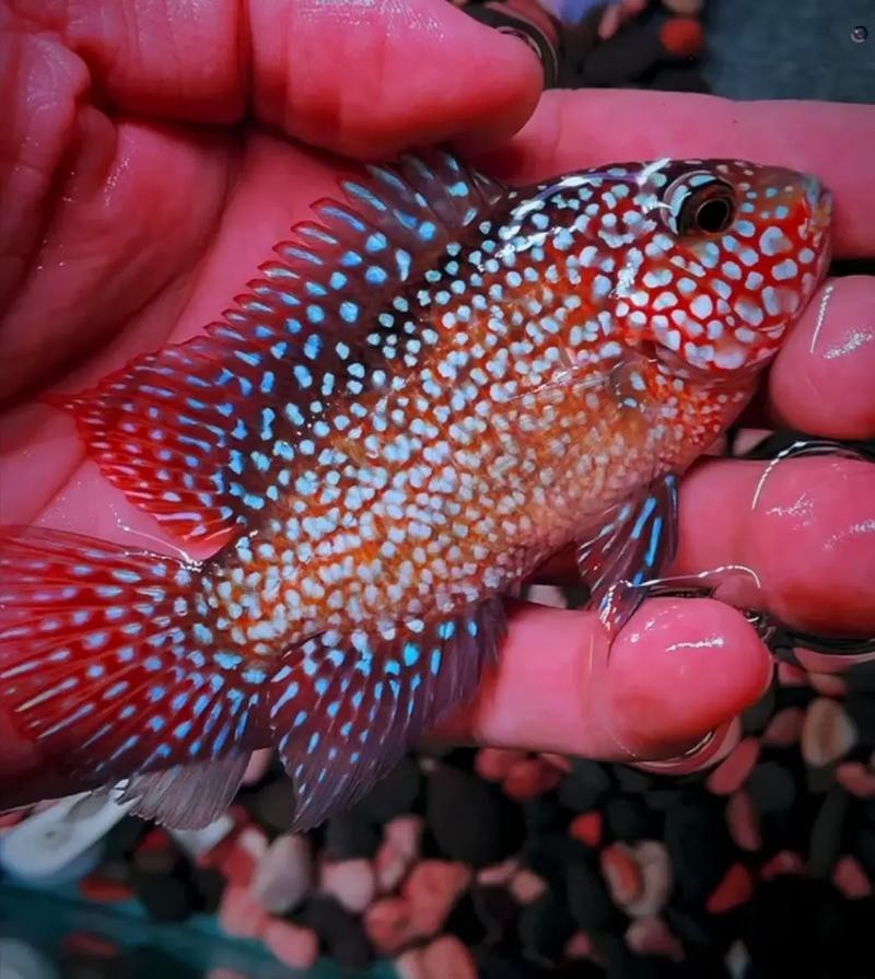 德薩羅漢魚苗起沙圖解