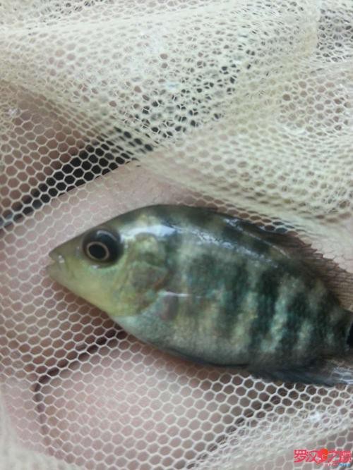 德薩羅漢魚苗起沙圖解
