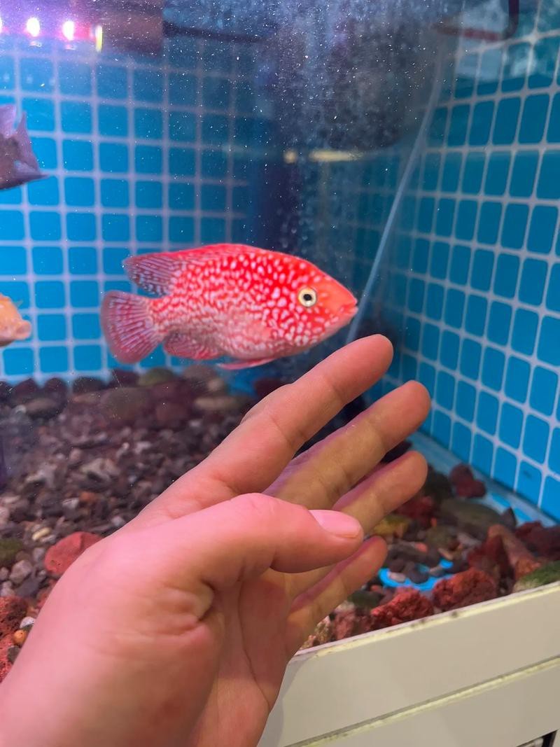 德薩羅漢魚苗起沙圖解