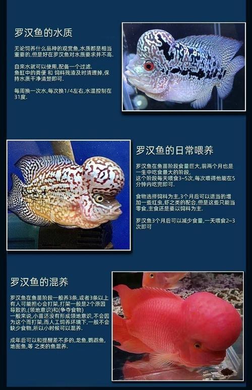 德薩羅漢魚苗起沙圖解