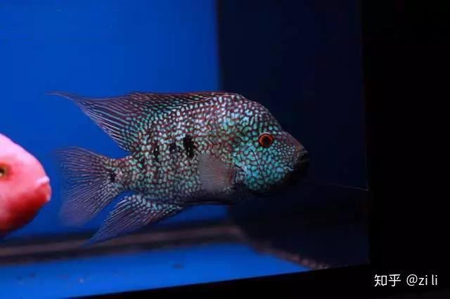 德薩羅漢魚苗起沙圖解
