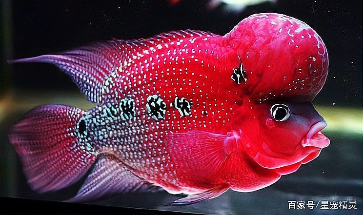 德薩羅漢魚苗起沙圖解