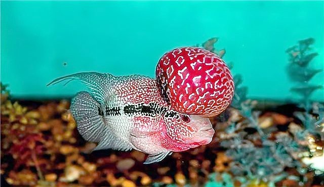 德薩羅漢魚苗起沙圖解