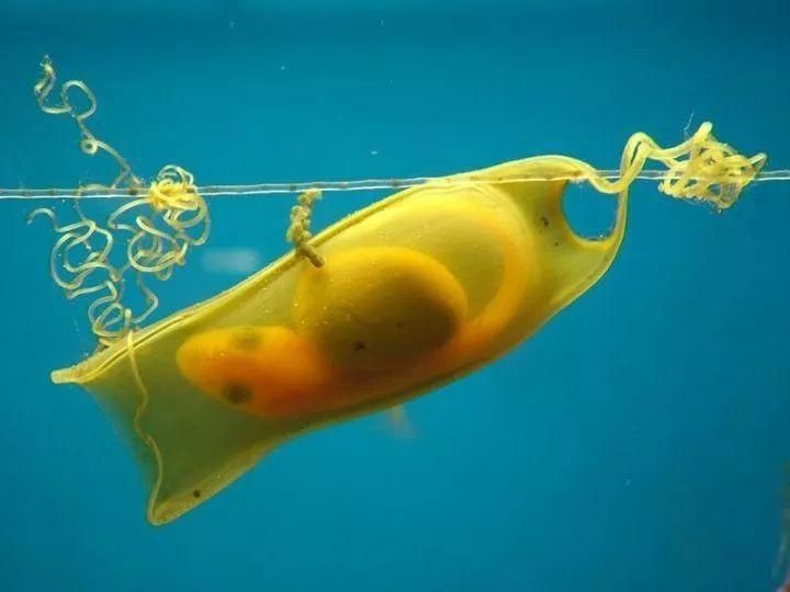 魟魚懷了龍蛋的圖片
