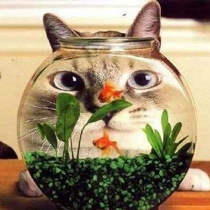 紅鯉魚是錦鯉嗎