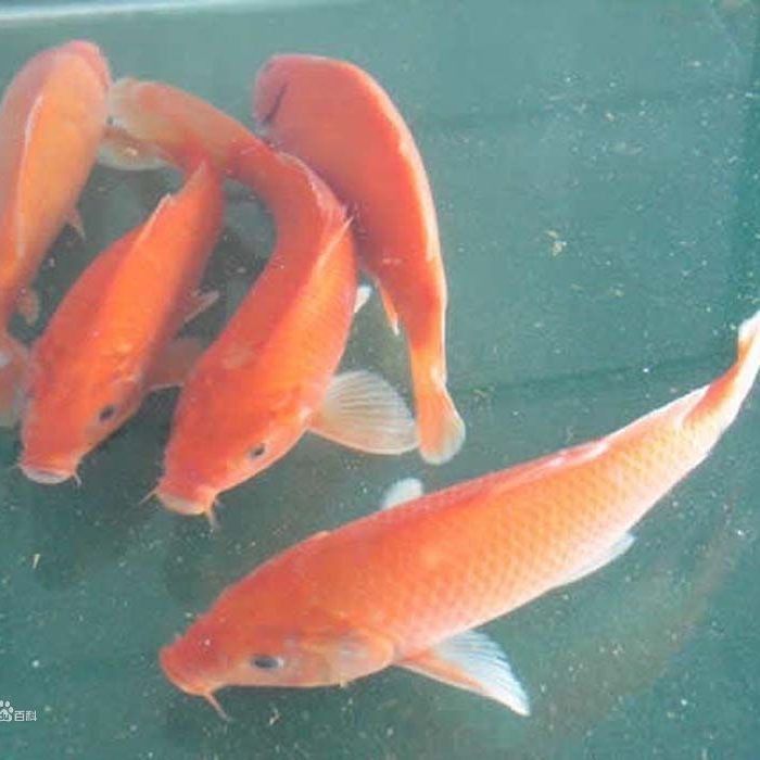 紅鯉魚是錦鯉嗎