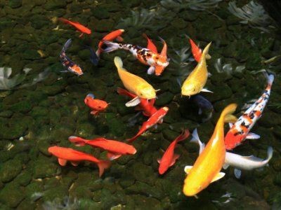 紅鯉魚是錦鯉嗎