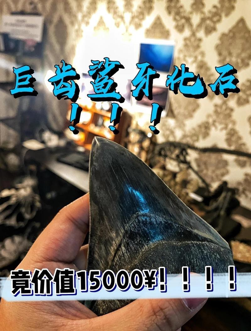 十大最貴鯊魚牙排名