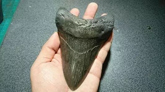 十大最貴鯊魚牙排名