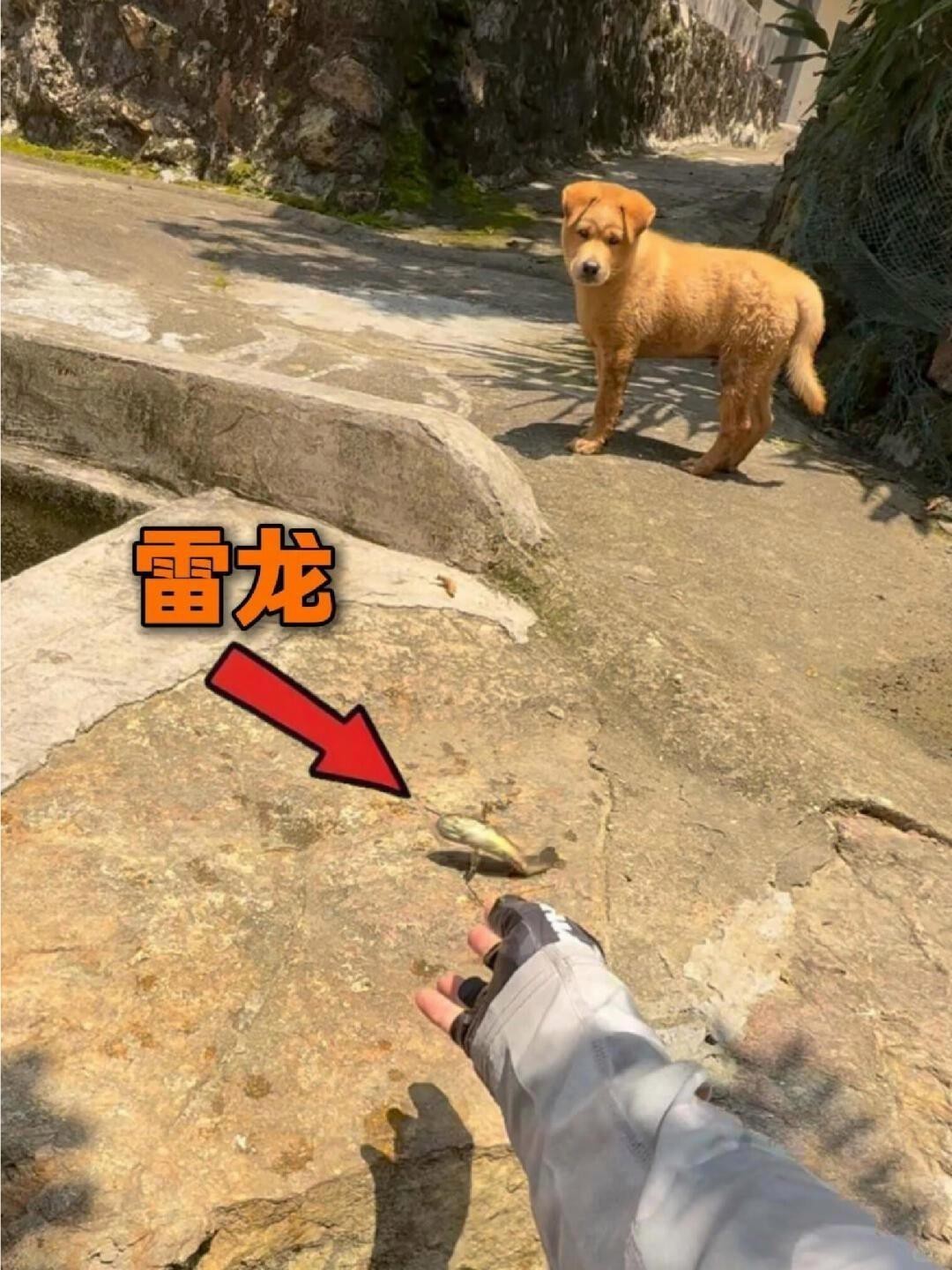 廣東雷龍魚最出名的三個地方