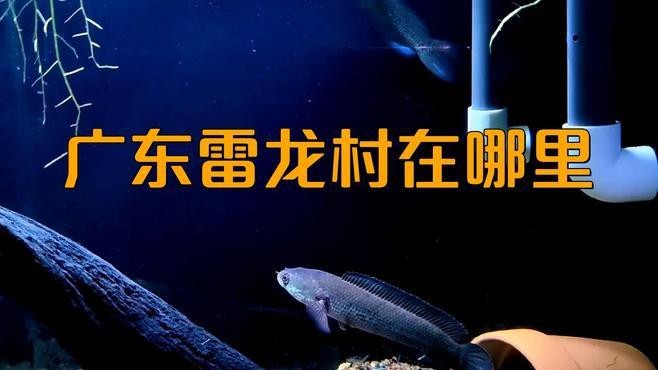 廣東雷龍魚最出名的三個地方