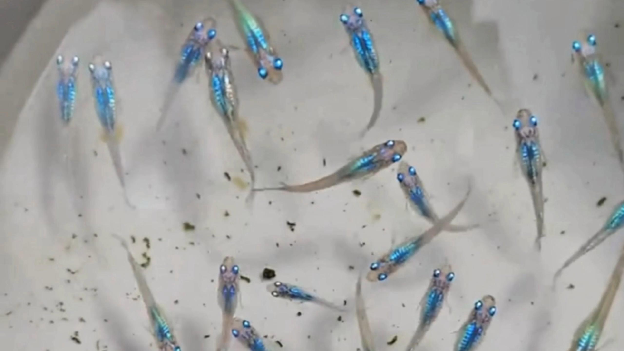 廣東雷龍魚最出名的三個地方