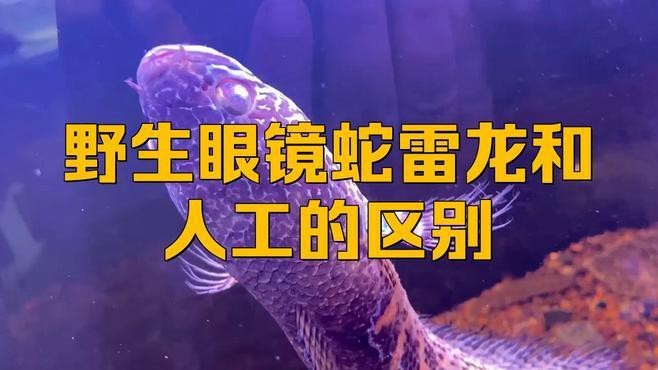 如何辨別野生雷龍魚的真偽？