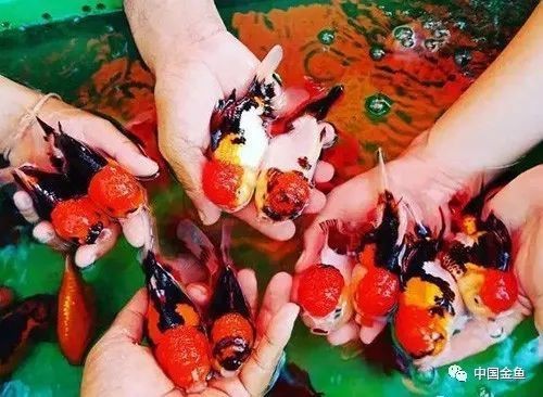 如何辨別野生雷龍魚的真偽？