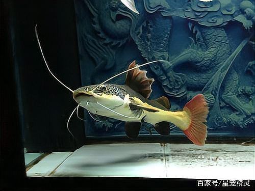 招財貓魚混養最佳搭配圖
