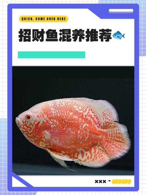 招財貓魚混養最佳搭配圖