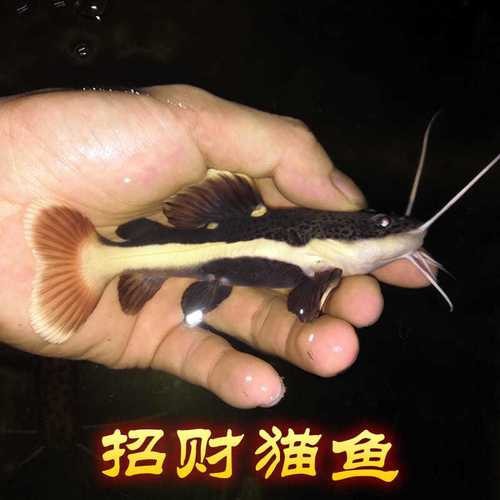 招財貓魚混養最佳搭配圖