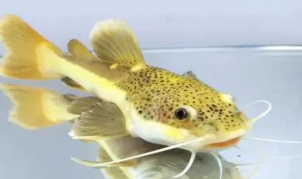 招財貓魚混養最佳搭配圖