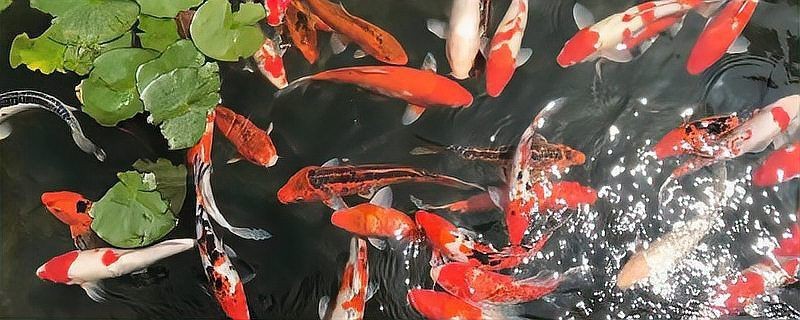 紅龍魚和錦鯉哪個好養