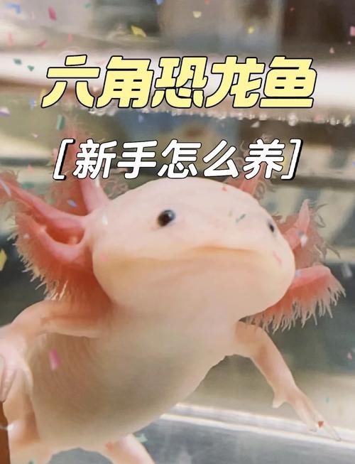六角恐龍魚開箱