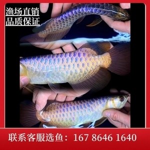 金龍魚古典過背多少錢