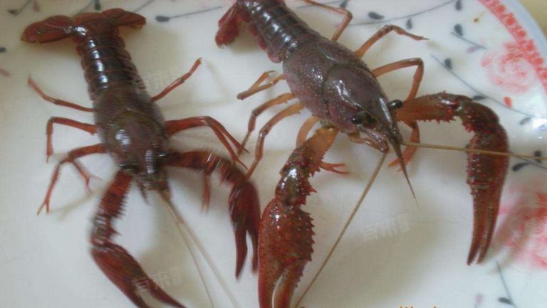 龍魚喂面包蟲怎么消毒龍魚喂面包蟲怎么消毒，龍魚喂面包蟲和面包蟲怎么消毒、龍魚喂面包蟲怎么消毒