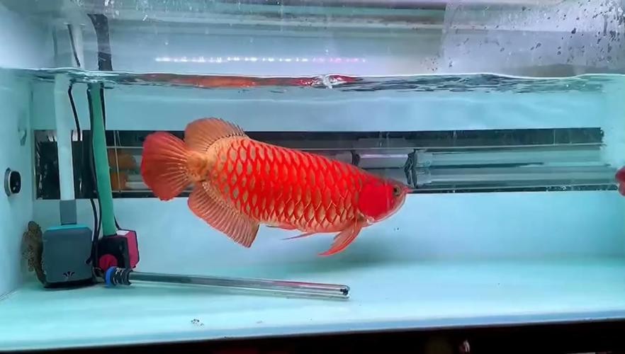 龍魚圖片高清大圖大全
