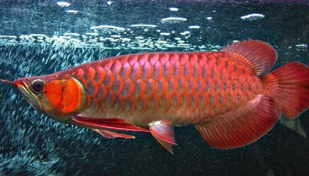 龍魚圖片高清大圖大全