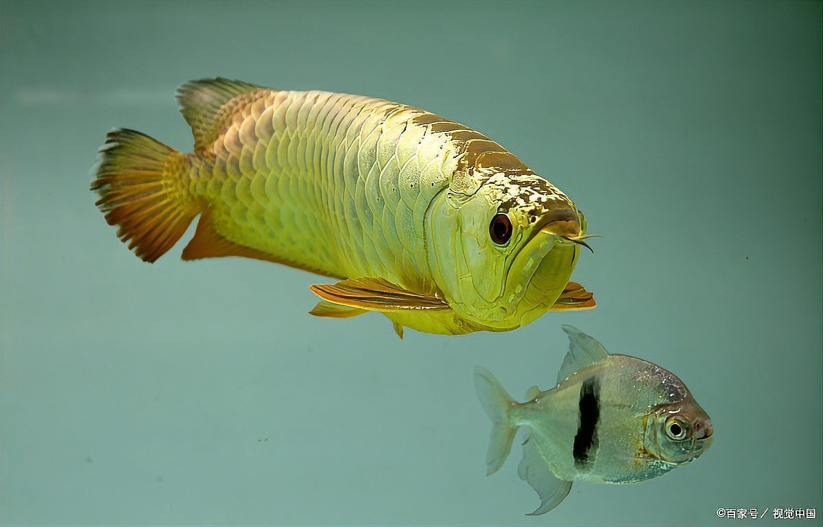 如何區分龍魚感染細菌和真菌？