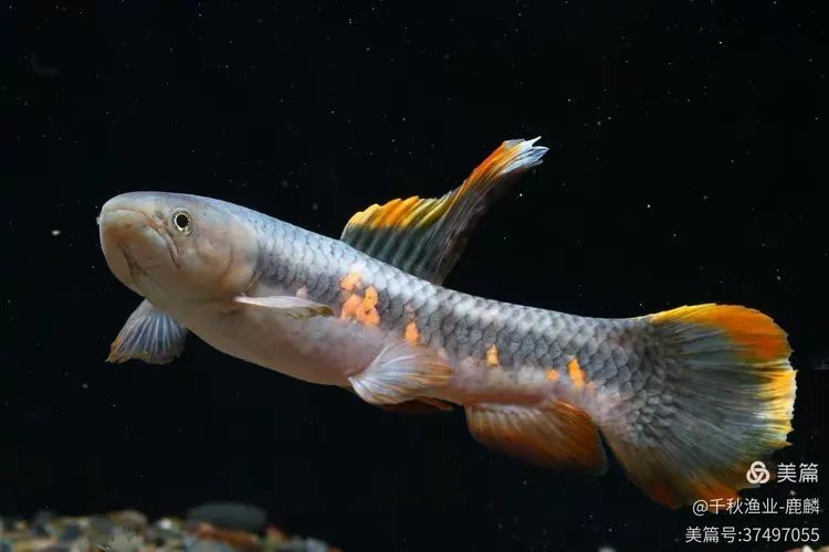 七彩牙魚能長(zhǎng)多大