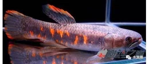 七彩牙魚能長(zhǎng)多大