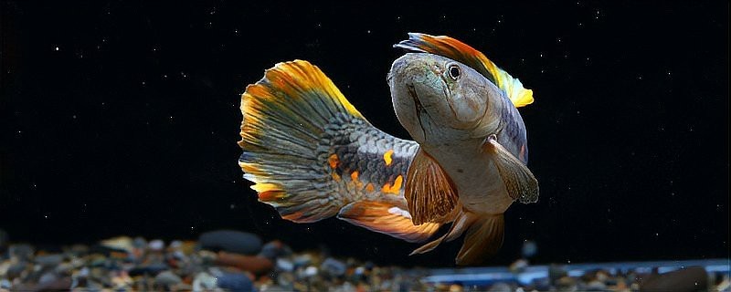 七彩牙魚能長(zhǎng)多大