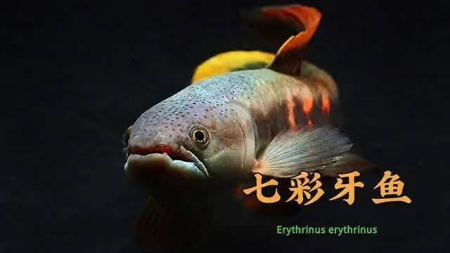 七彩牙魚能長(zhǎng)多大