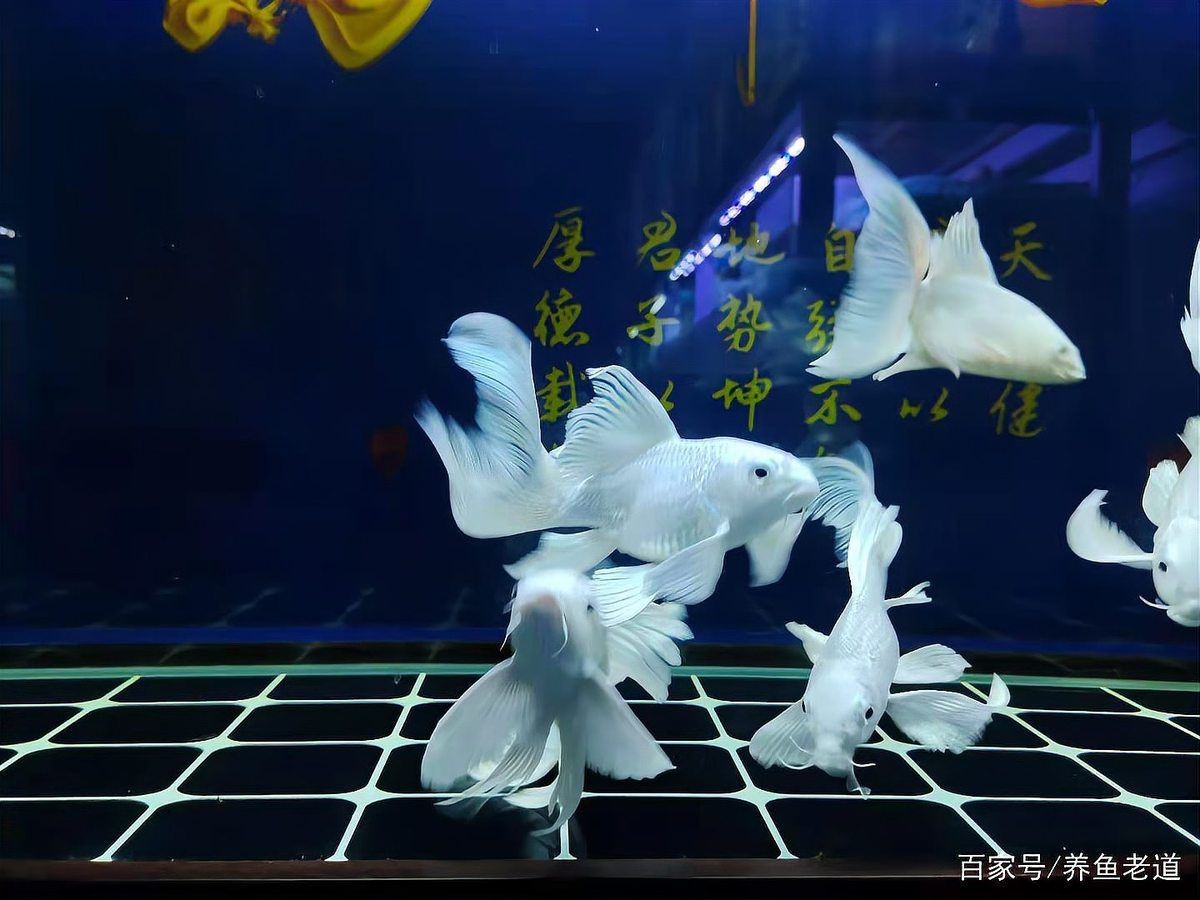 蝴蝶鯉尾巴被咬了還能不能長出來
